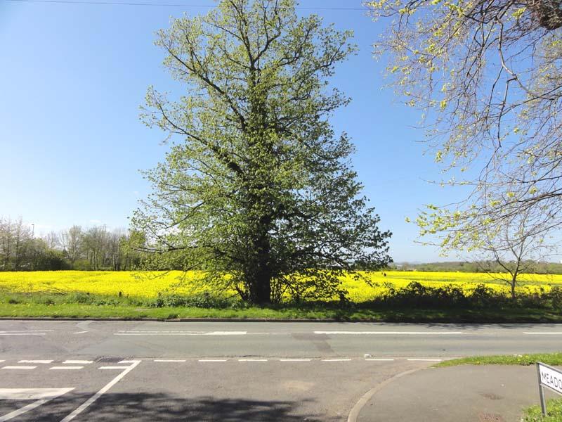 Lovely view of the meadow opposite Jasmine Cottage.